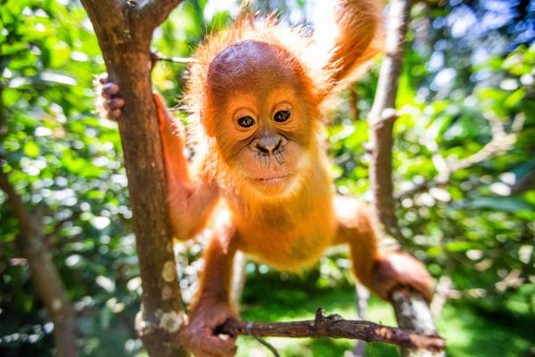 Orangutan - Leuser Ecosystem – photo copyright Paul Hilton for Earth Tree