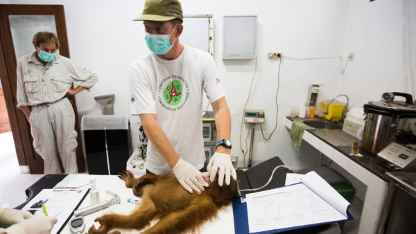 Covid emergency support for orangutan heroes featured image