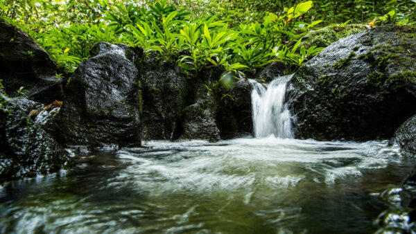 Women lead wildlife and watershed protection featured image