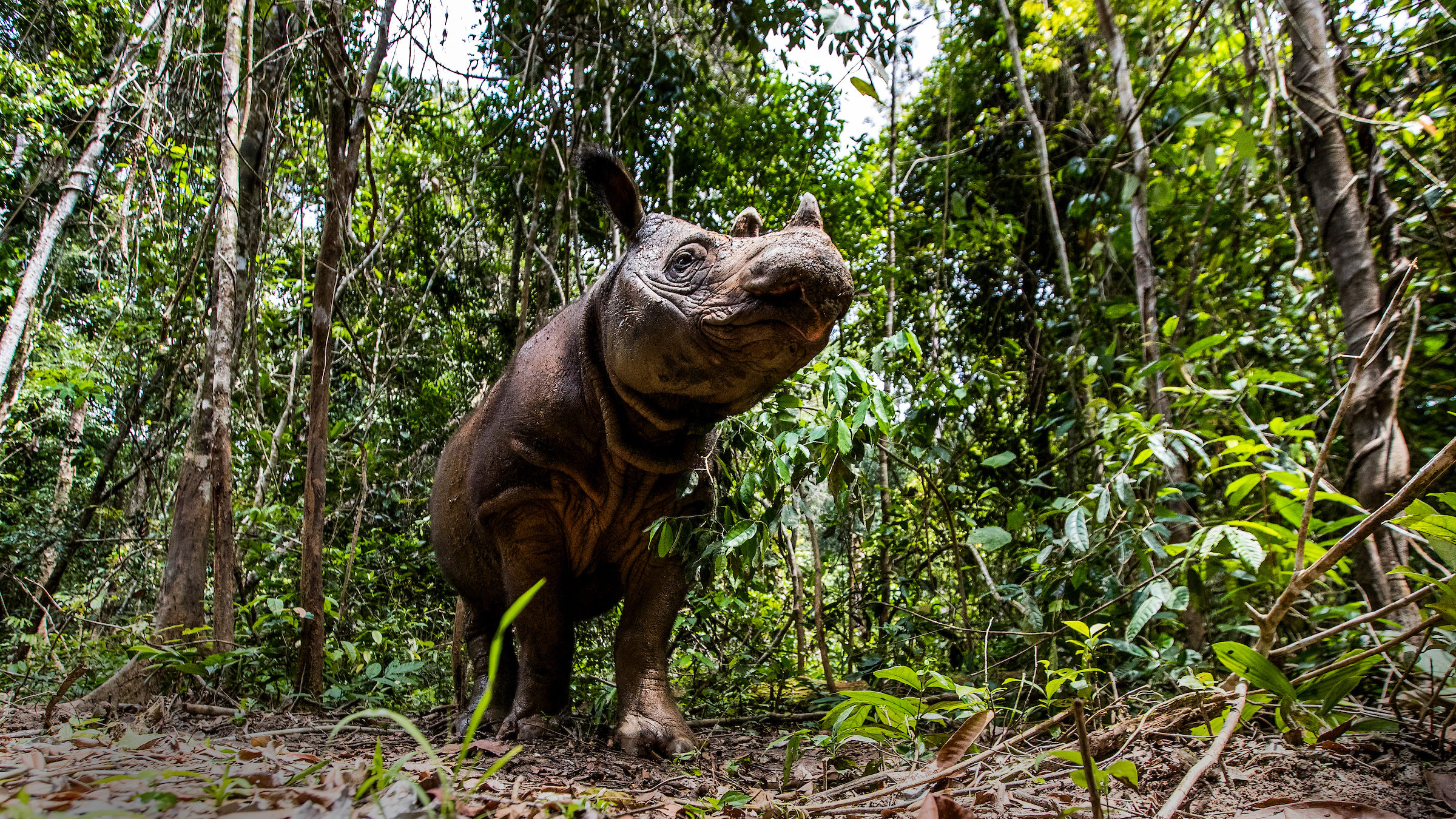 Sumatran Rhino - Leuser Ecosystem – photo copyright Paul Hilton for Earth Tree