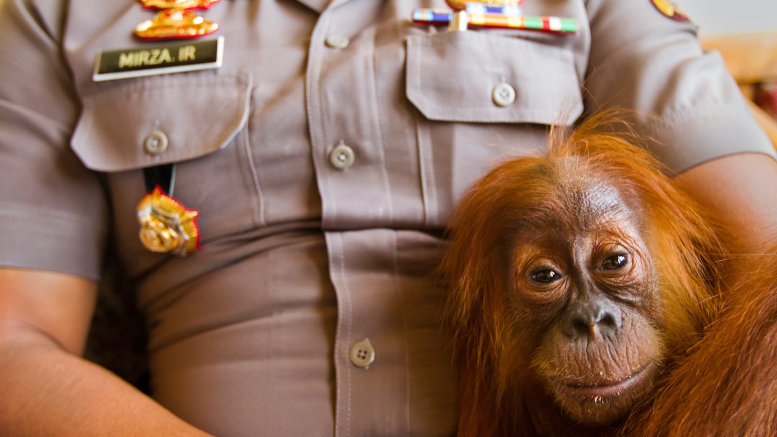 Legal protections for wildlife